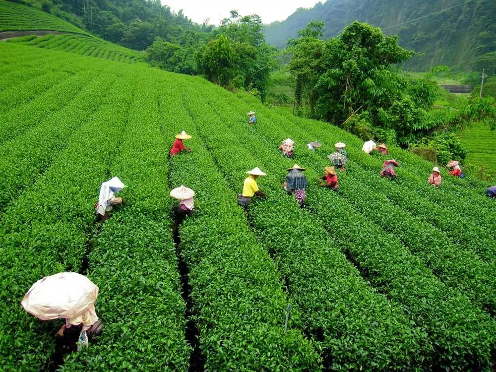 darjeeling featured