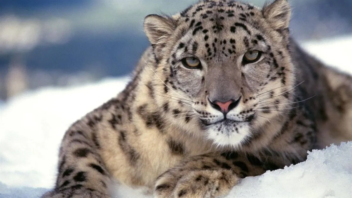 Hemis national park featured