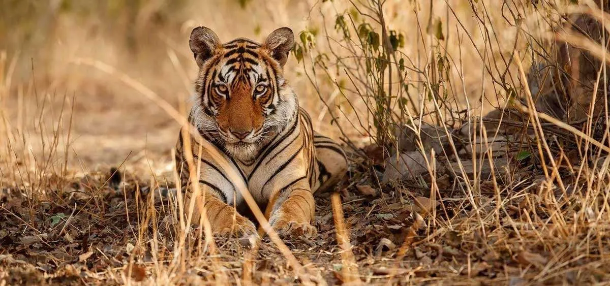 best wildlife safari 1