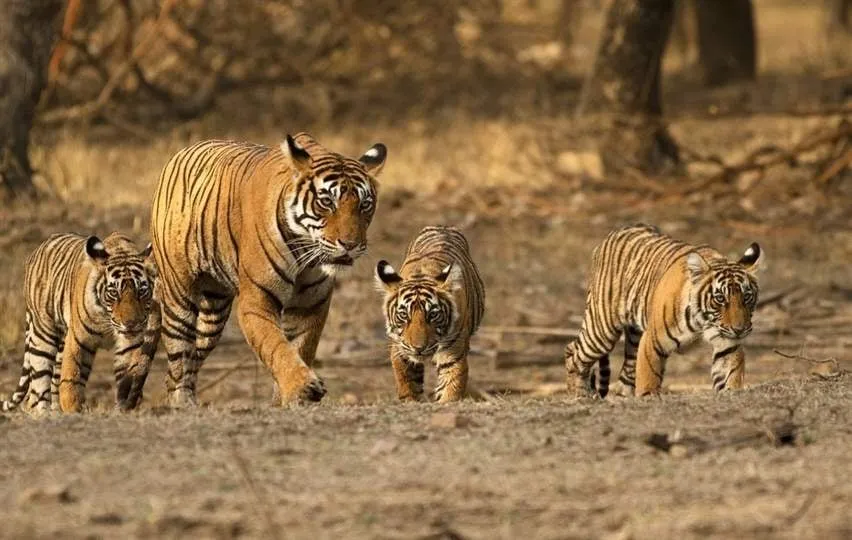 noor with cubs