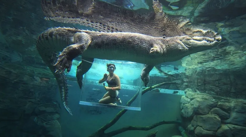 Adventure at Crocosaurus Cove - Darwin