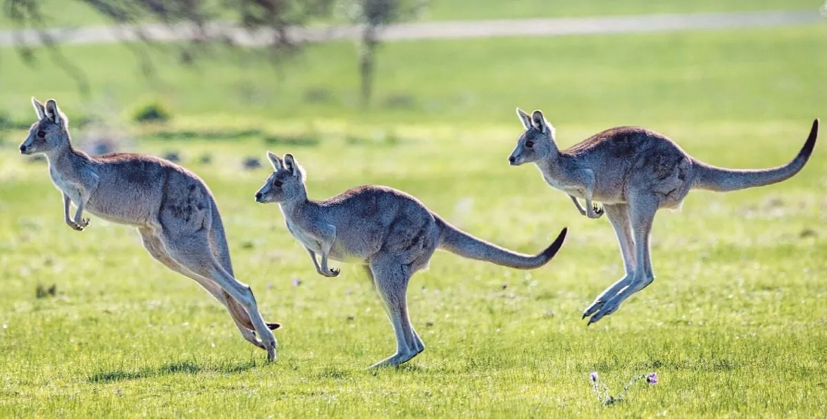 featured kangaroo scaled1