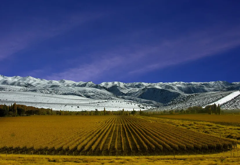 Vineyard Mendoza