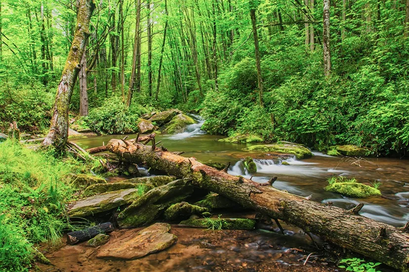 Pisgah National Forest