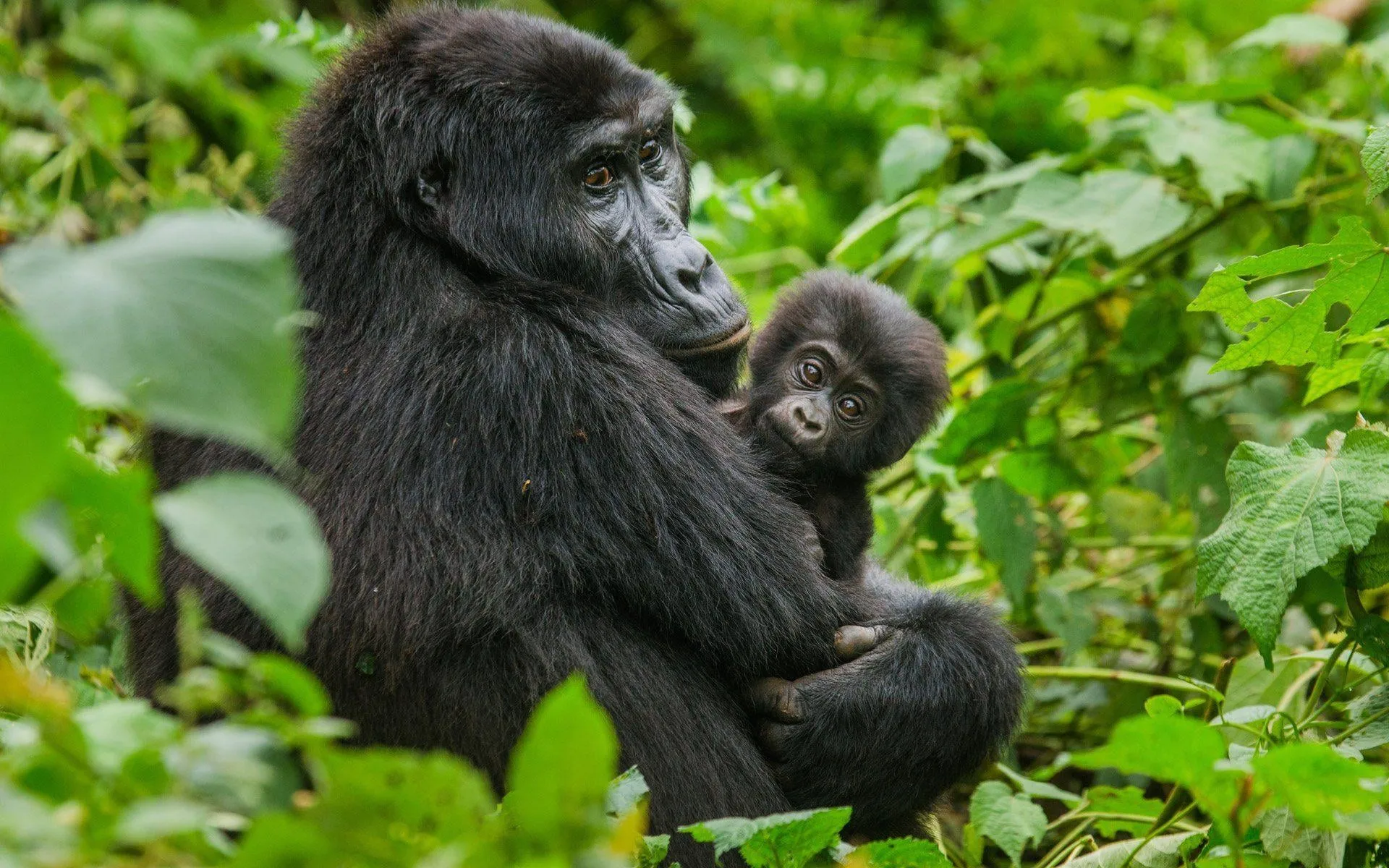 featured rwanda africa