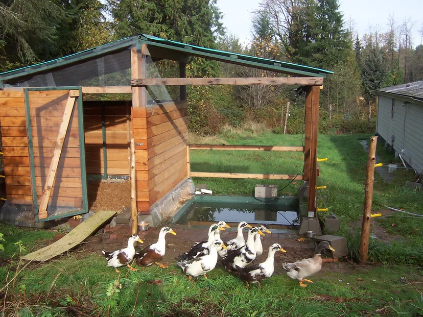Ancient Duck Houses