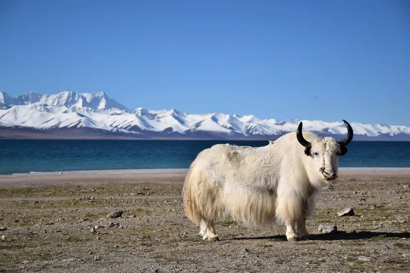 Yak Safari
