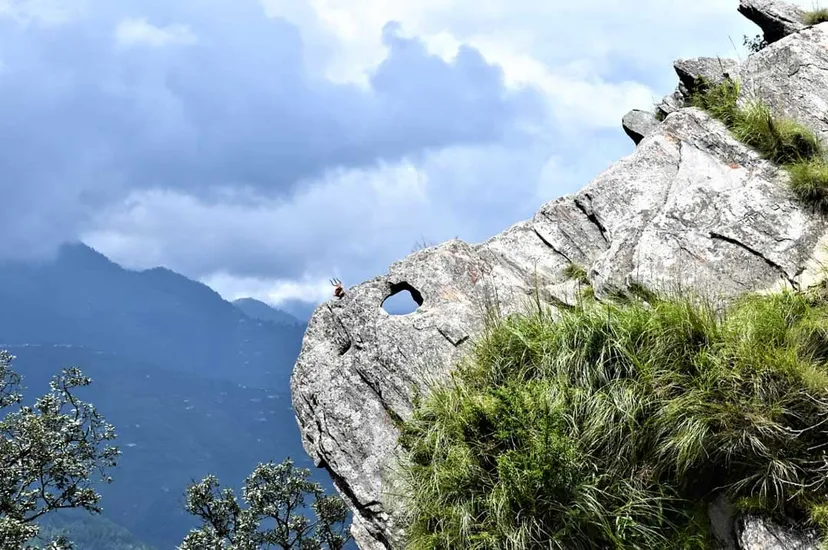 Chauli ki Jali, Mukteshwar