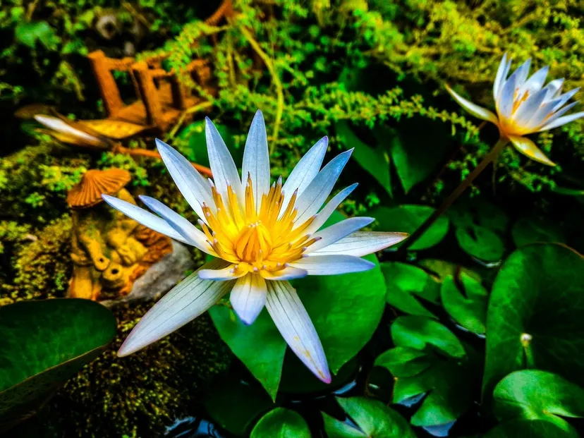 Yercaud Botanical Park