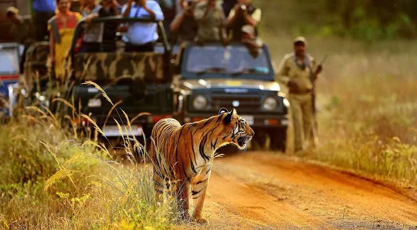 Tadoba Tiger Reserve