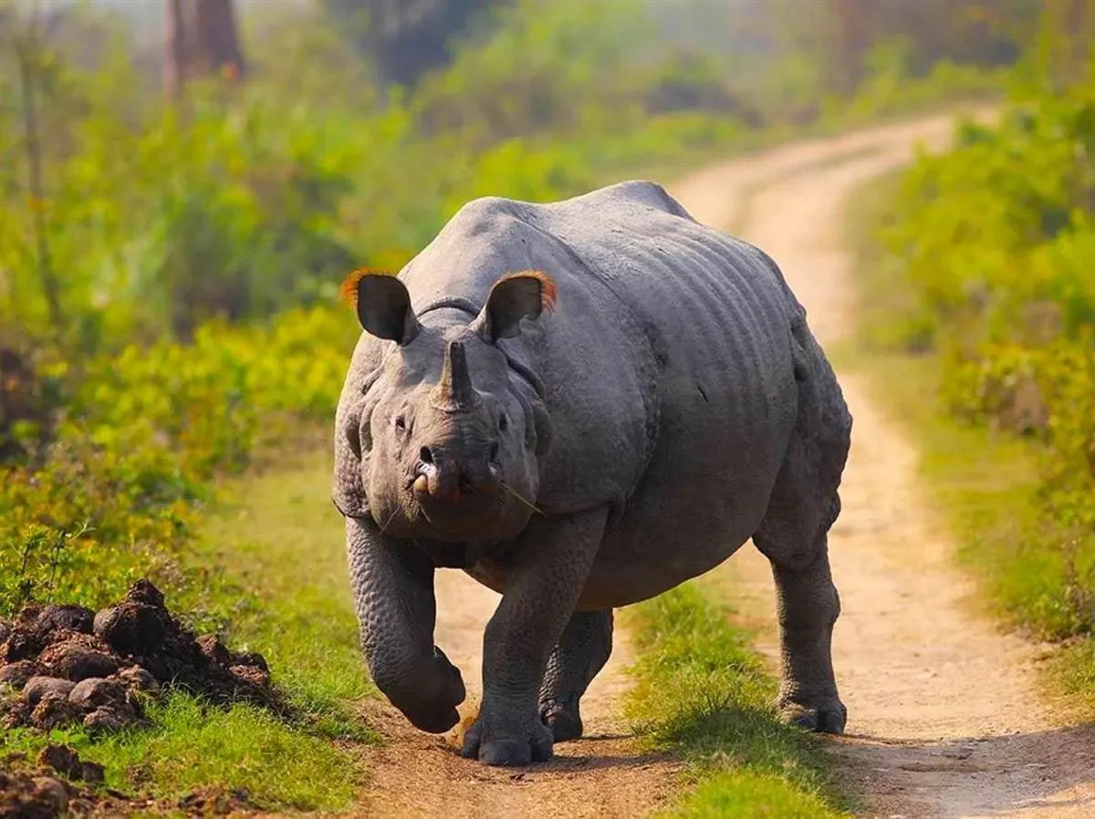 kaziranga np featured