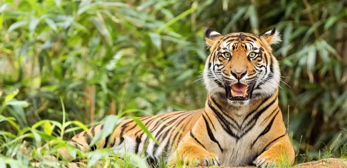 pench national park 1
