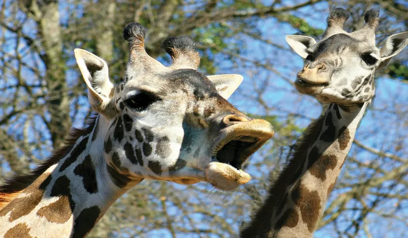 Greenville Zoo, Cleveland Greenville