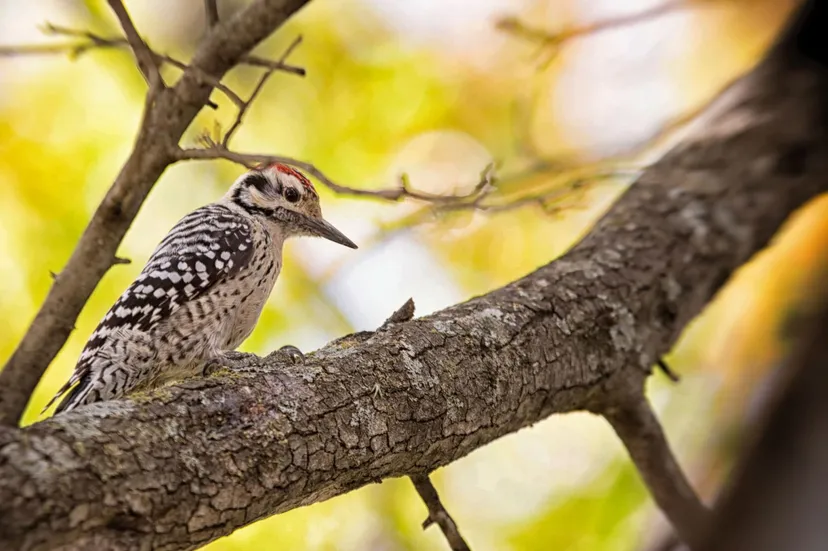 Berkshires Wildlife