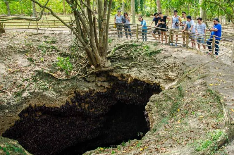 Monfort Bat Cave