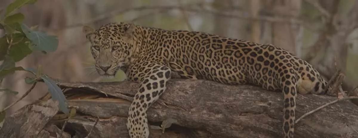 Nagarhole National Park Karnataka Cover
