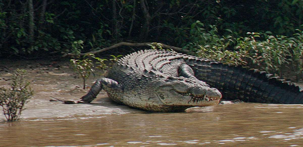 Bhitarkanika National Park - Odisha