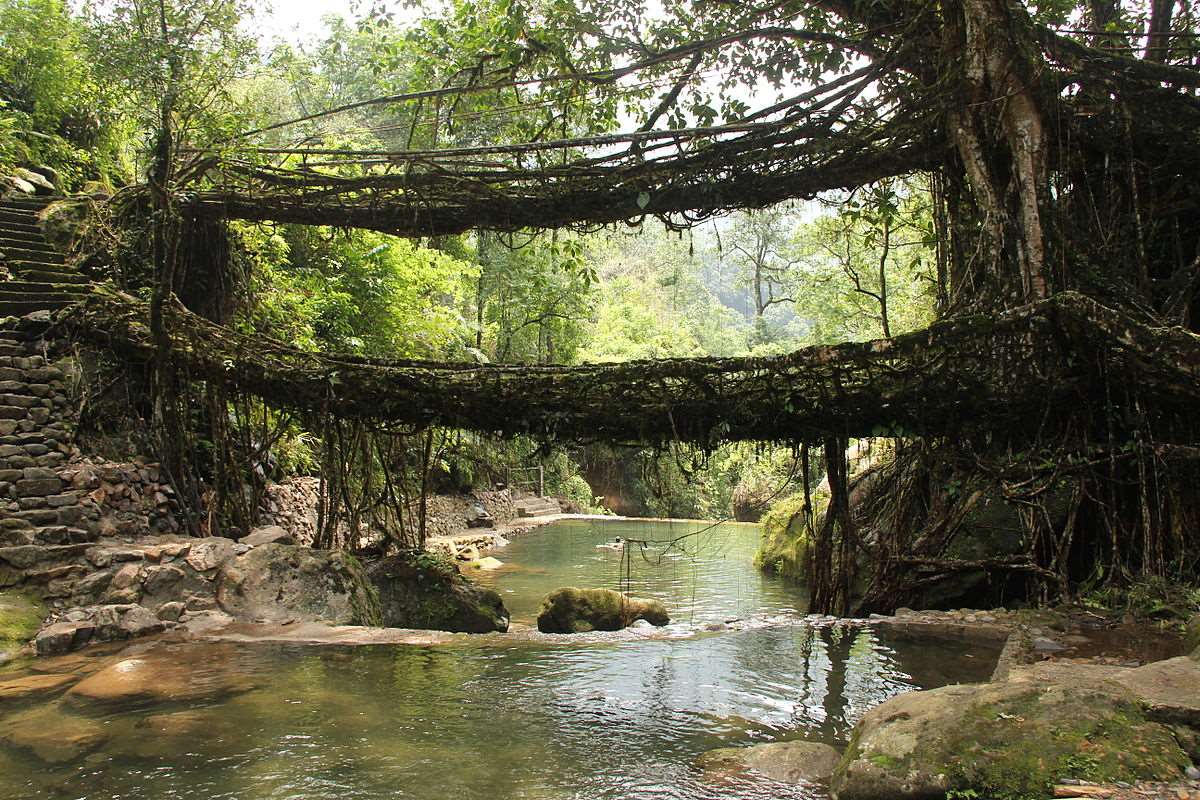 Living Root Bridges - Tourist Places In India