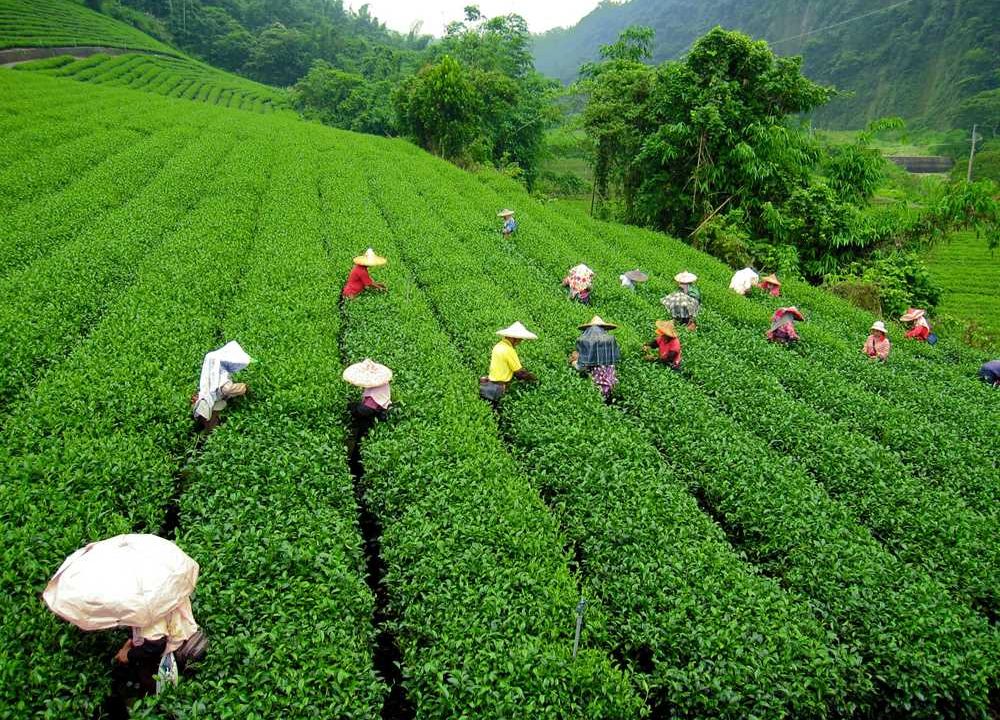 Travel & Tourism Guide of Darjeeling