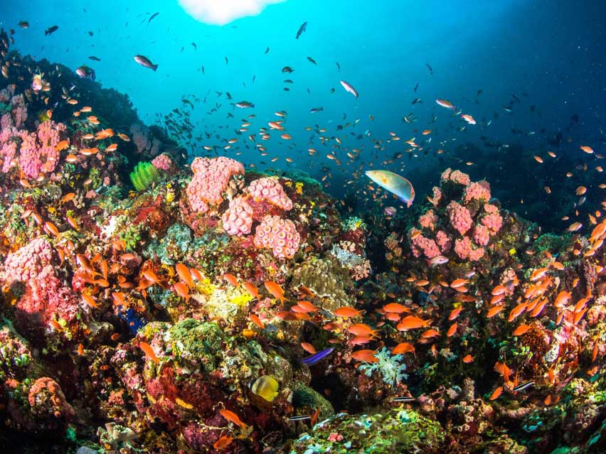 Most Popular Scuba Diving Spots from all Around The World