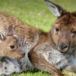 Cover Pic Kangaroo Island