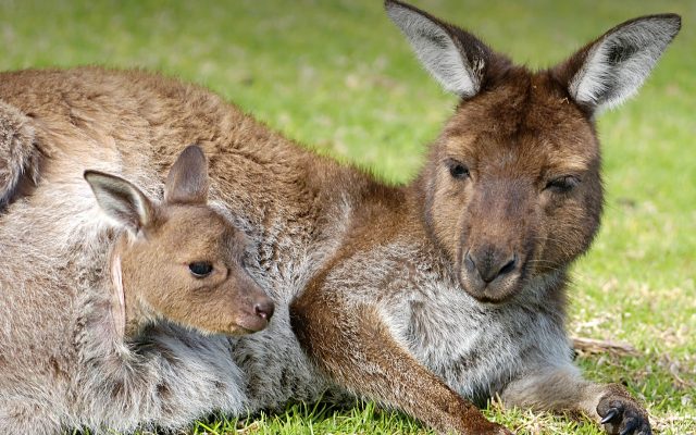 Cover Pic Kangaroo Island