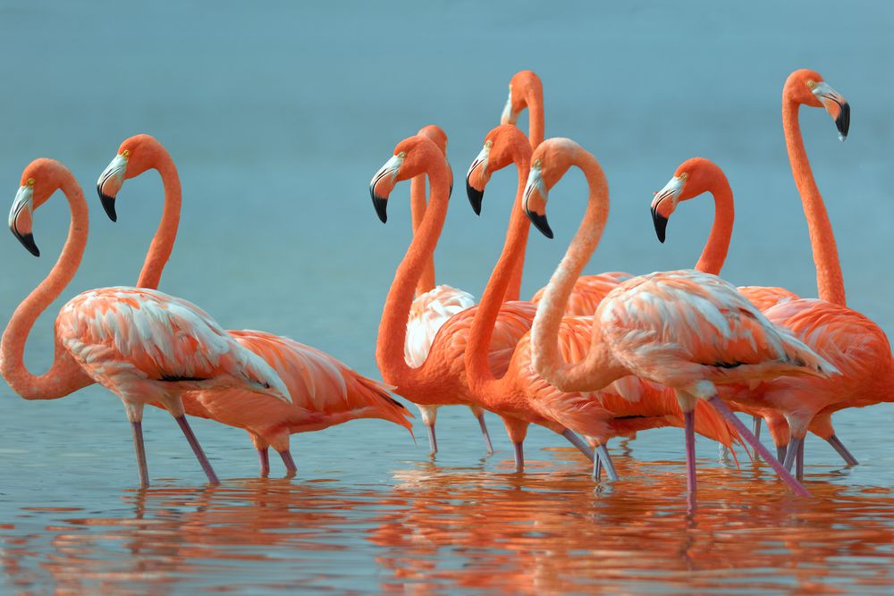 Flamingo las coloradas