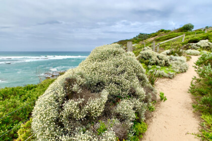Mornington Peninsula Cover