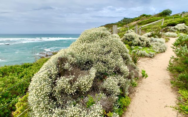 Mornington Peninsula Cover