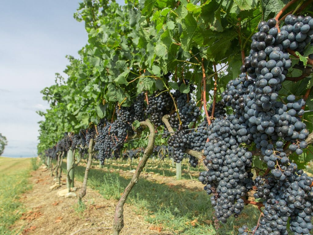 Carmelo vineyard Uruguay