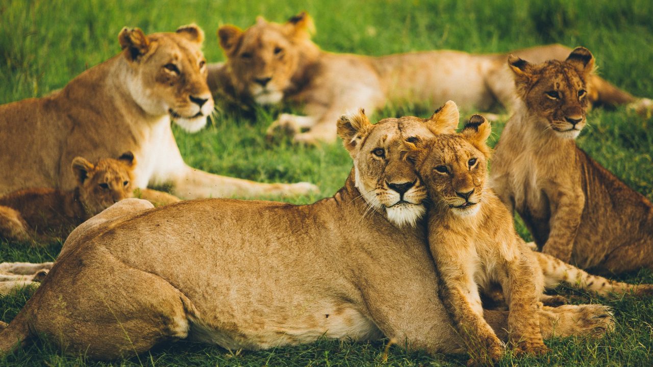 Experience Safari Adventure at Masai Mara – Kenya