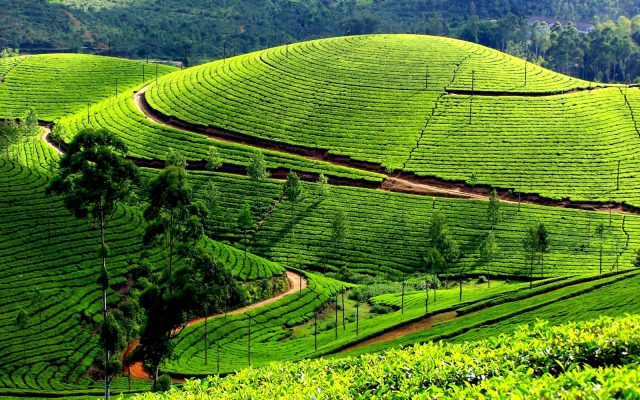 Munnar Cover Pic