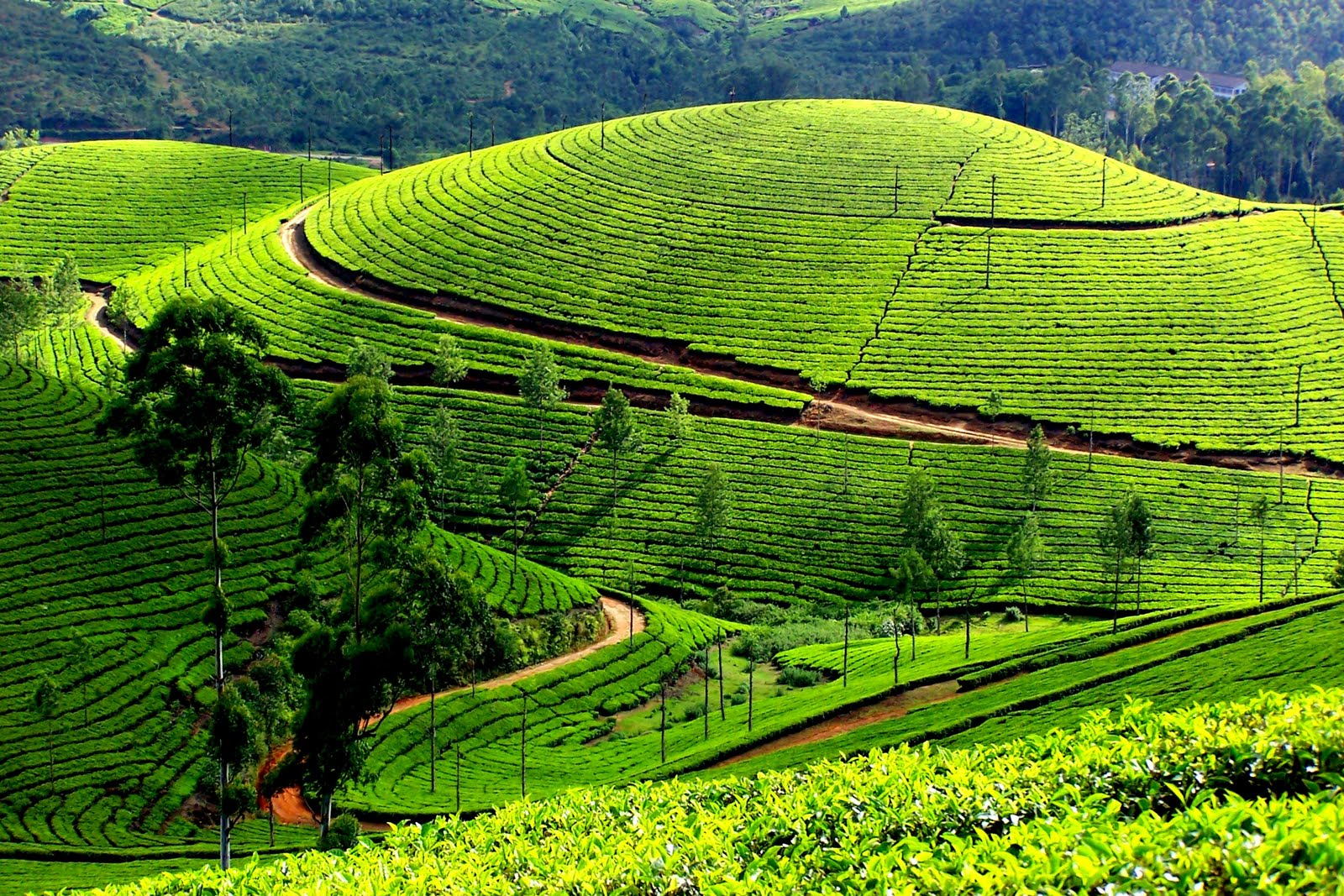 Munnar Cover Pic