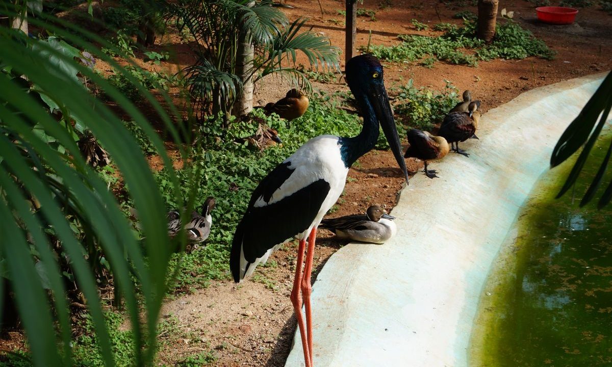 Experience The Wonderful Wildlife at Nehru Zoological Park