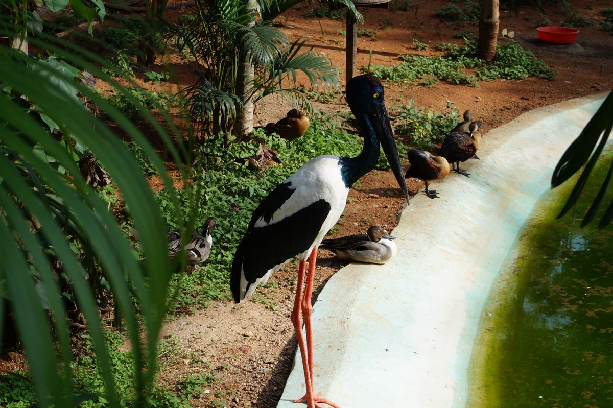 Experience The Wonderful Wildlife at Nehru Zoological Park - India Imagine