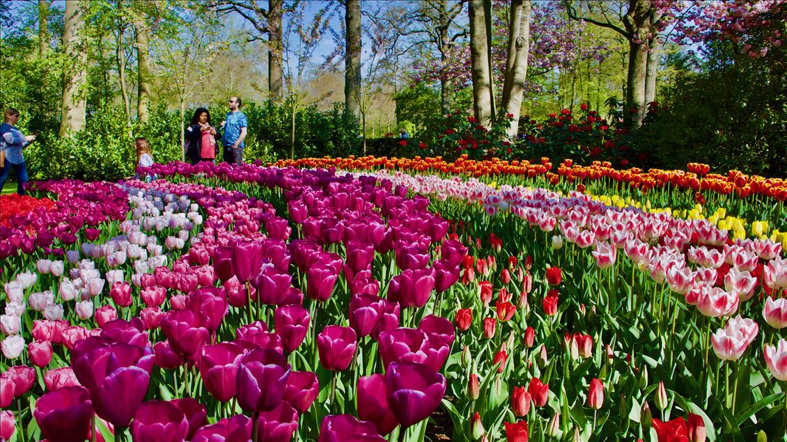 Keukenhof, Netherlands