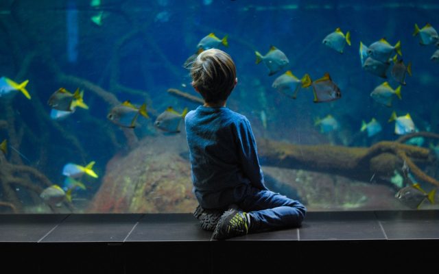 Featured Largest & Beautiful Aquariums of world