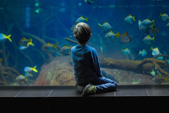 Featured Largest & Beautiful Aquariums of world