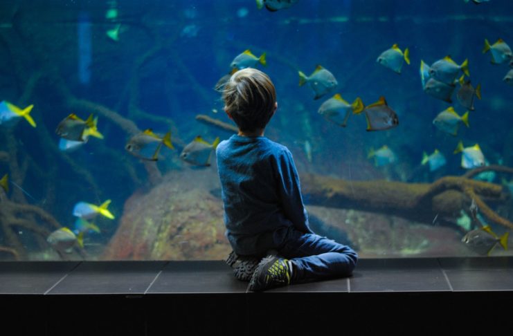Featured Largest & Beautiful Aquariums of world