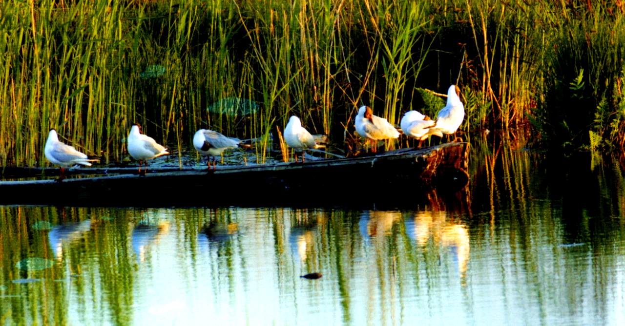 Braslav Lakes Braslau National Park