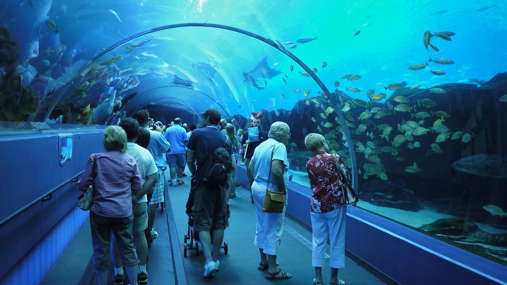 Georgia Aquarium Acrylic Tunnel