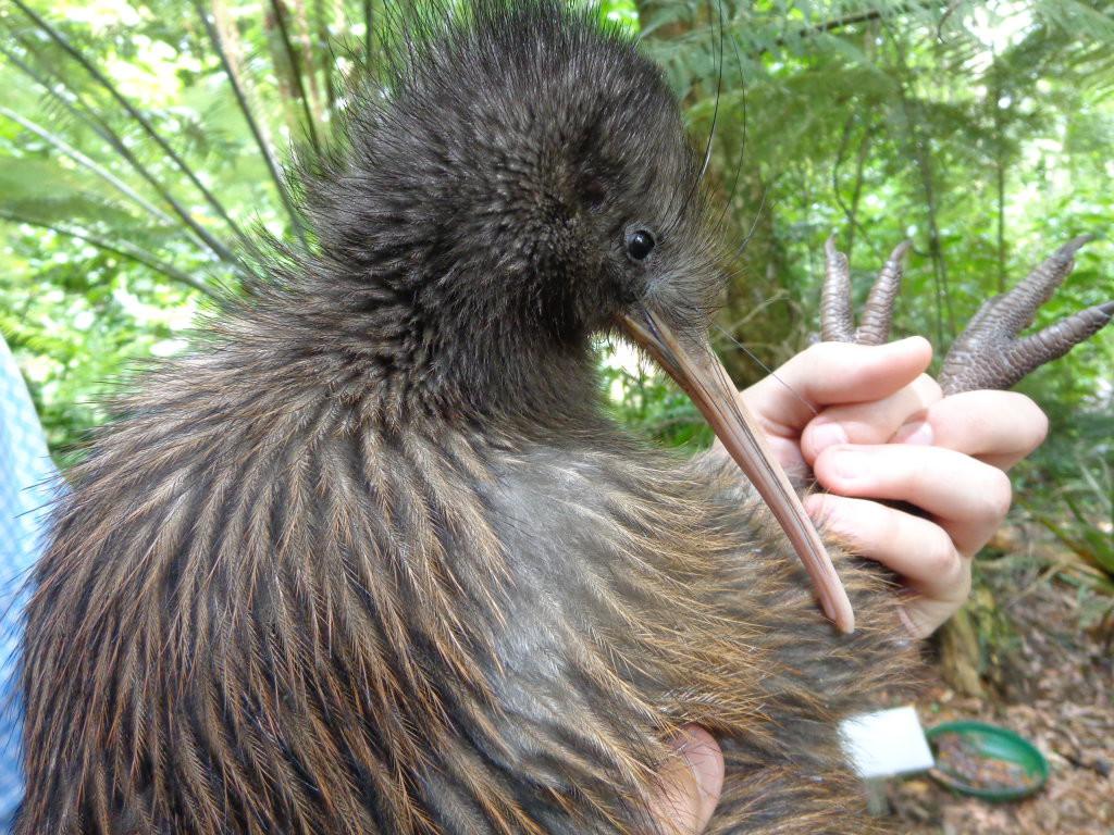 Kiwi Bird in New Zealand