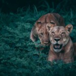Feature Zimbabwe Africa