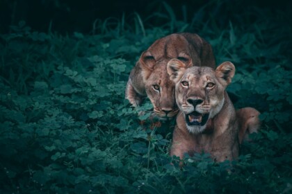 Feature Zimbabwe Africa