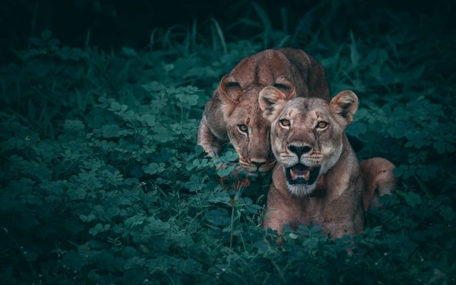 Feature Zimbabwe Africa