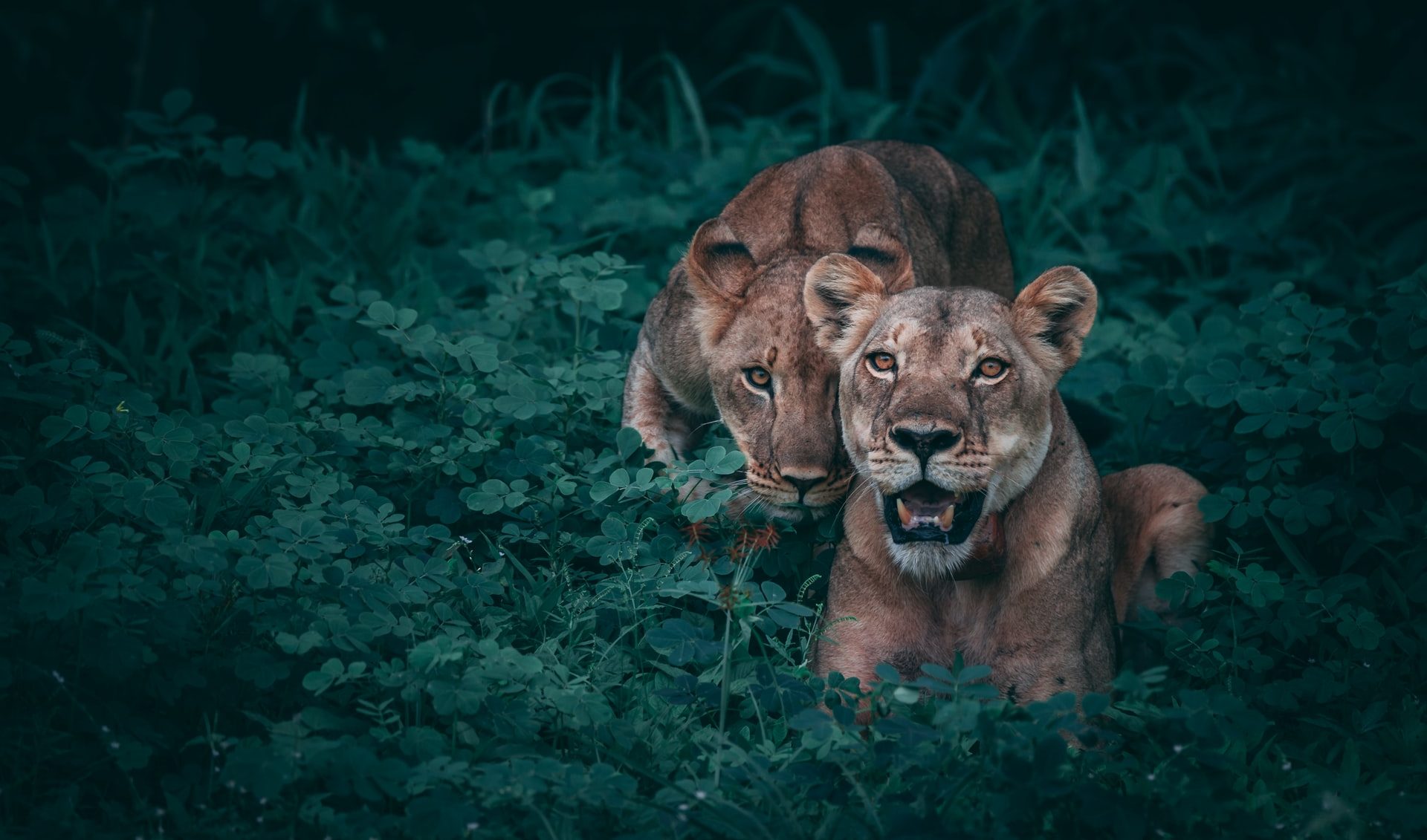 Feature Zimbabwe Africa