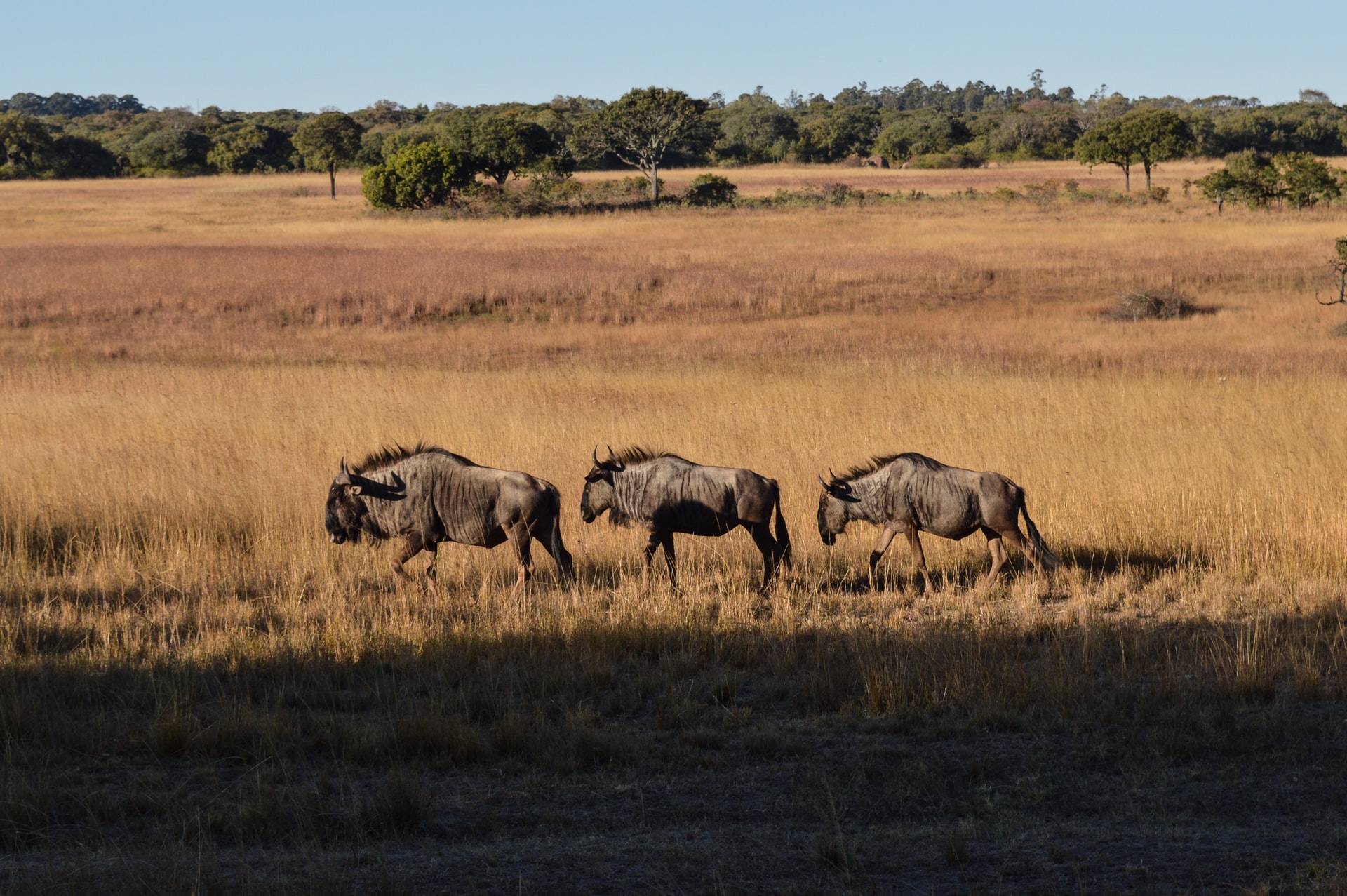 Haka, Harare Zimbabwe