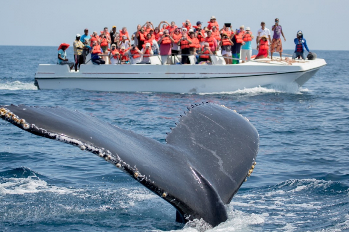Enjoy Watching Whales at Samana-bay
