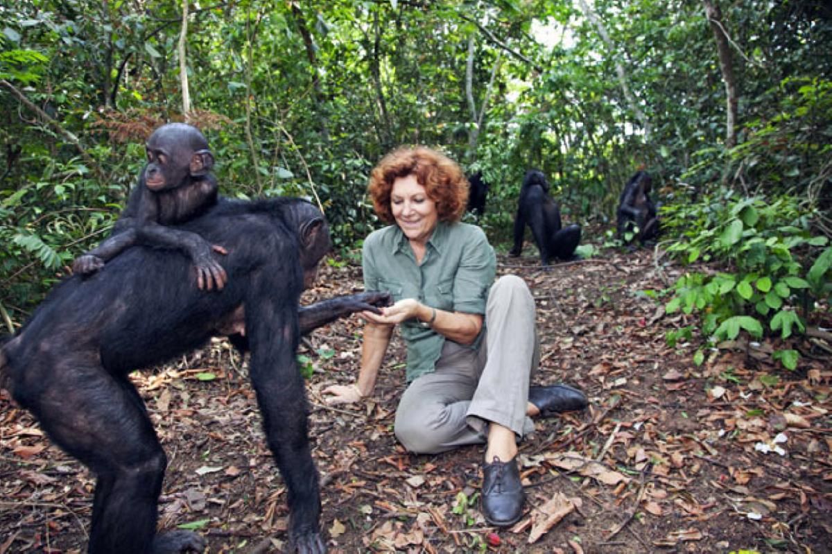 Lola ya Bonobo, Congo