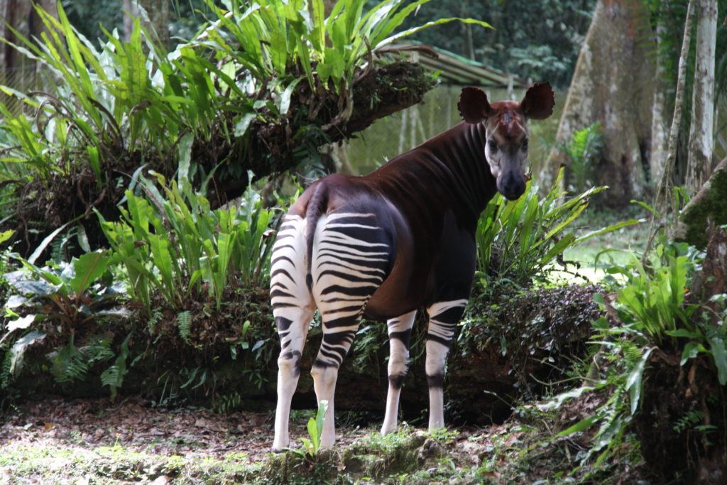 Okapi Wildlife Reserve
